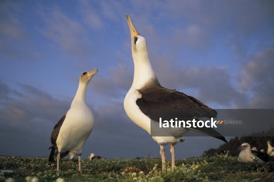 Danza de cortejo de los albatros de Laysan (Phoebastria immutabilis) secuencia, Atolón de Midway, Is