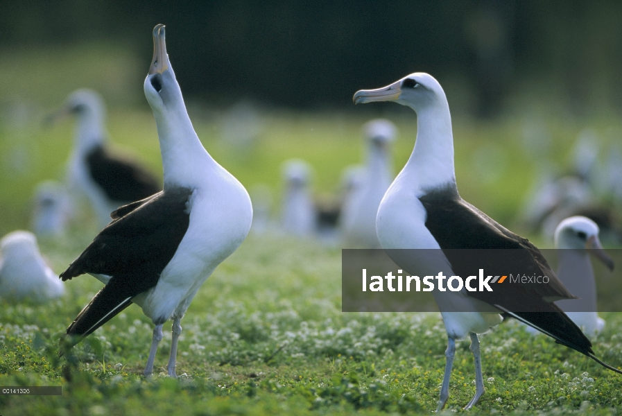 Danza de cortejo de los albatros de Laysan (Phoebastria immutabilis) secuencia, Atolón de Midway, Is