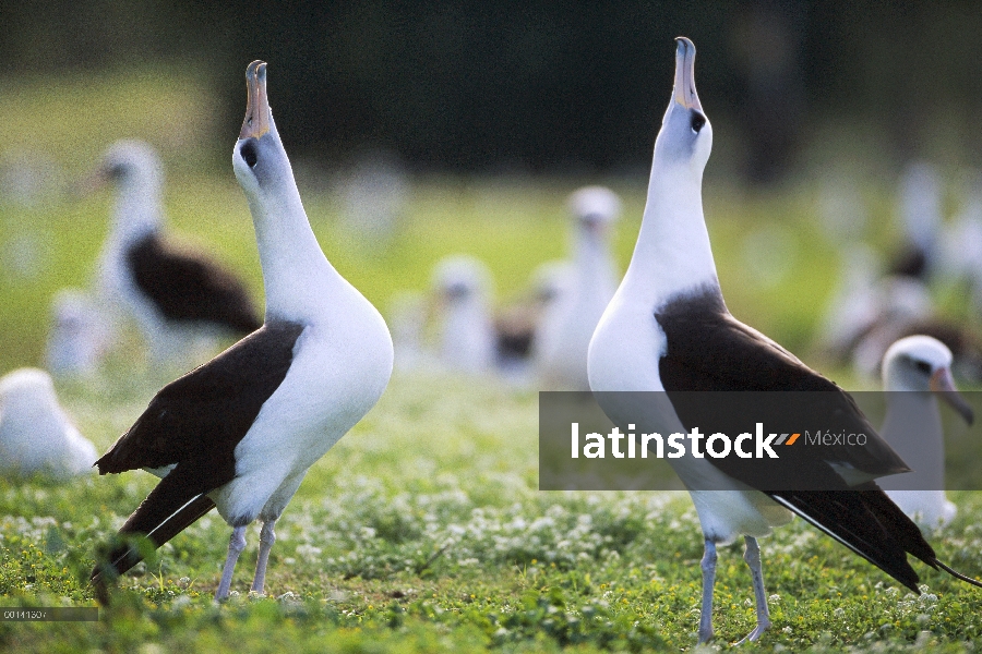 Danza de cortejo de los albatros de Laysan (Phoebastria immutabilis) secuencia, Atolón de Midway, Is