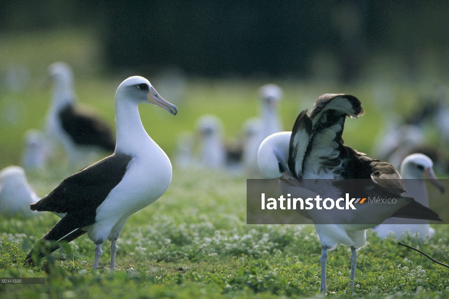 Danza de cortejo de los albatros de Laysan (Phoebastria immutabilis) secuencia, Atolón de Midway, Is