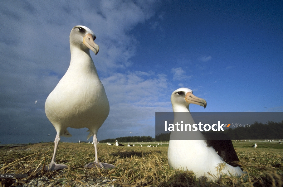 Par adultos de albatros de Laysan (Phoebastria immutabilis) no cría en Colonia periferia, Atolón de 