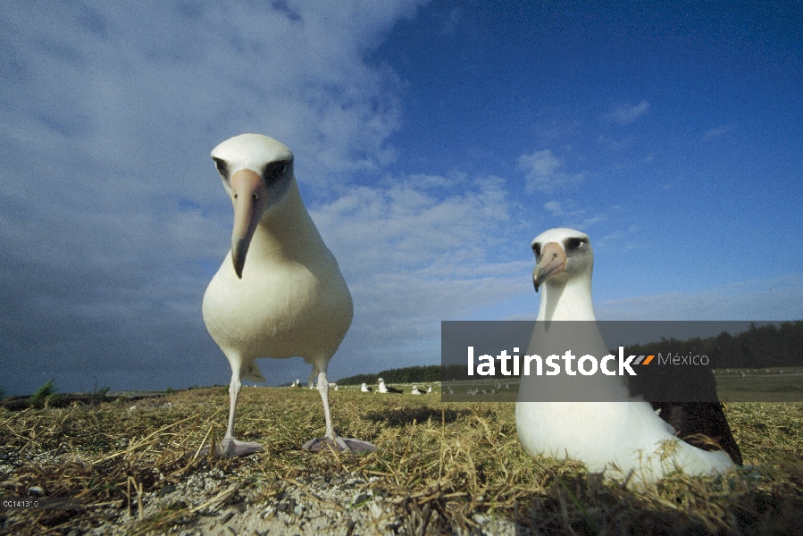 Par adultos de albatros de Laysan (Phoebastria immutabilis) no cría en Colonia periferia, Atolón de 