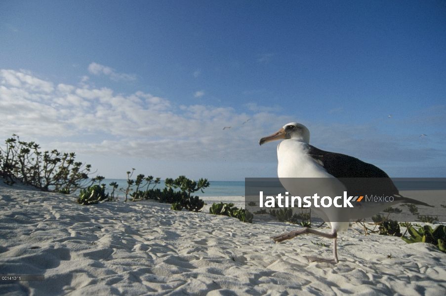 Adulto no cría de albatros de Laysan (Phoebastria immutabilis) en Colonia periferia, Atolón de Midwa