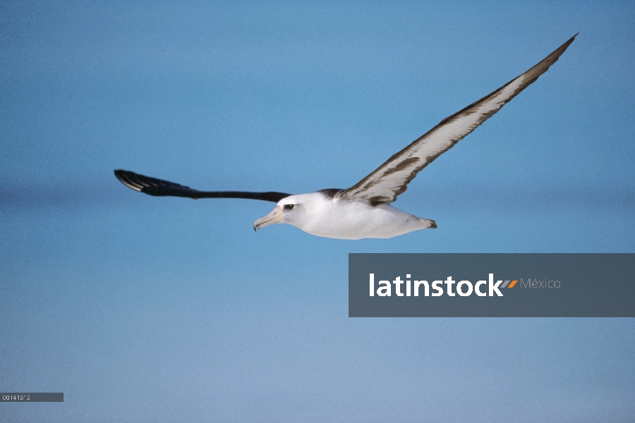 Albatros de Laysan (Phoebastria immutabilis) navegando a través del océano Pacífico Norte, alimentac