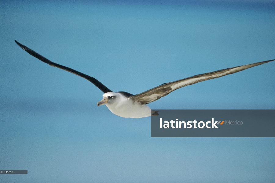 Albatros de Laysan (Phoebastria immutabilis) navegando a través del océano Pacífico Norte, alimentac