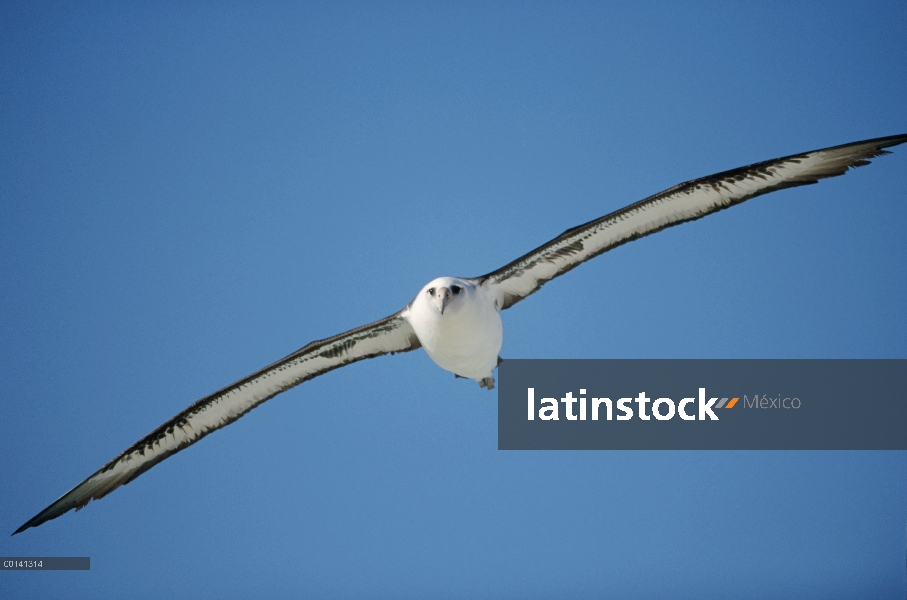 Albatros de Laysan (Phoebastria immutabilis) navegando a través del océano Pacífico Norte, alimentac