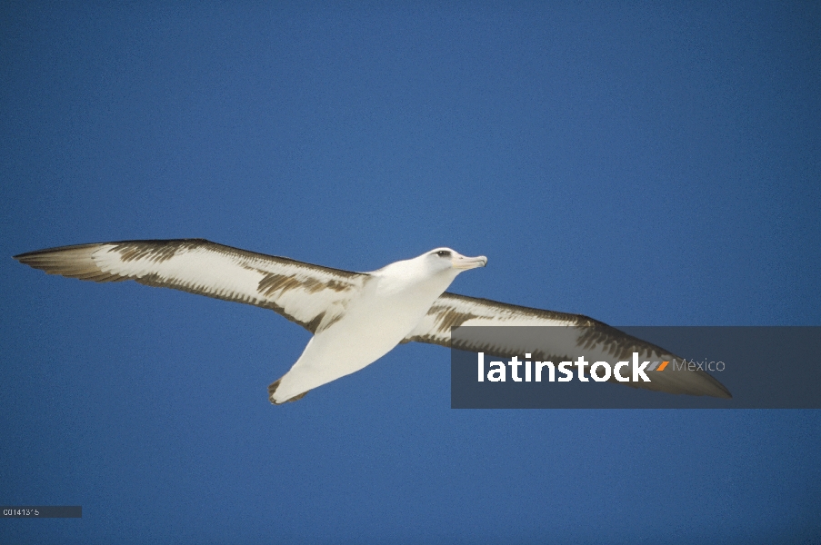 Albatros de Laysan (Phoebastria immutabilis) navegando a través del océano Pacífico Norte, alimentac