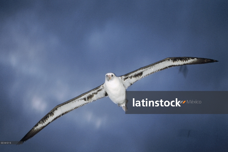 Albatros de Laysan (Phoebastria immutabilis) volando hacia los criaderos, Atolón de Midway, Hawái