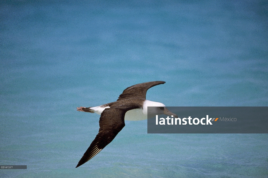 Albatros de Laysan (Phoebastria immutabilis) navegando a través del océano Pacífico Norte, alimentac