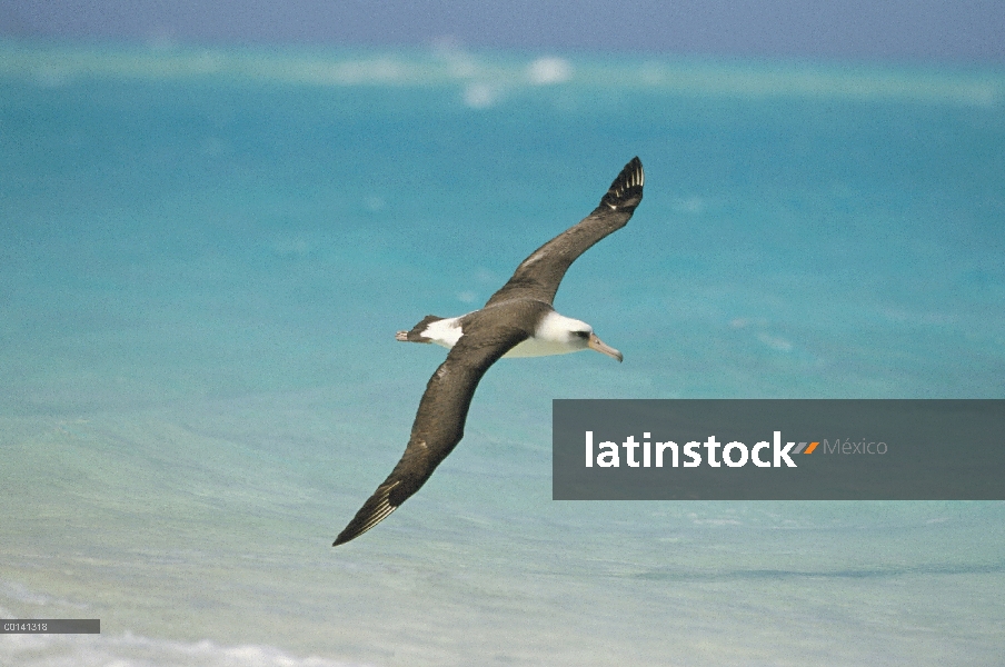 Albatros de Laysan (Phoebastria immutabilis) navegando a través del océano Pacífico Norte, alimentac