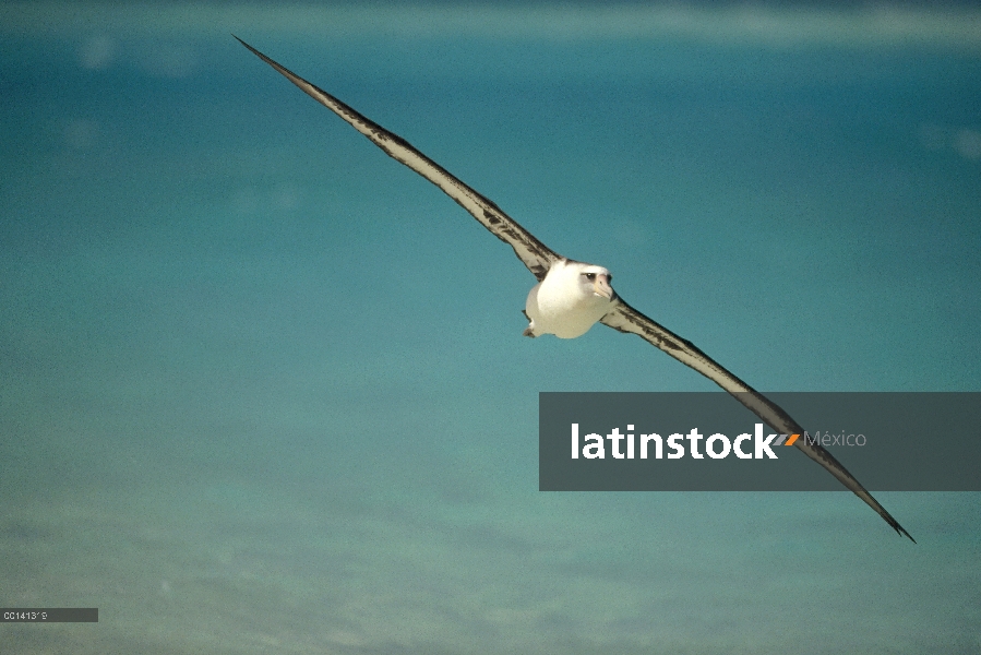 Albatros de Laysan (Phoebastria immutabilis) navegando a través del océano Pacífico Norte, alimentac