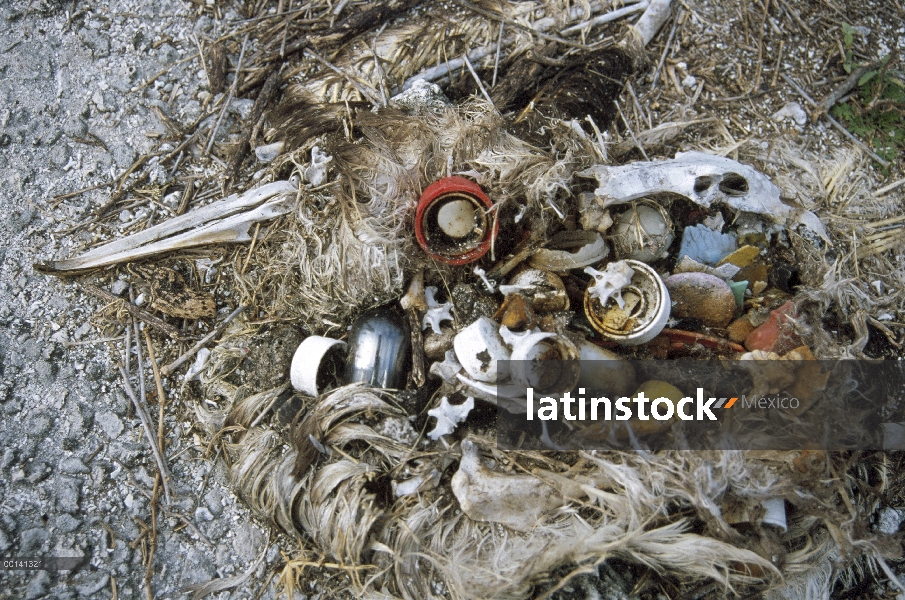 Mortalidad de albatros de Laysan (Phoebastria immutabilis) de desechos de plástico ingerido en el ma