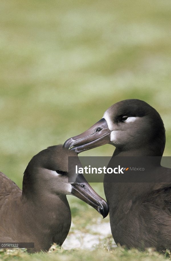 Albatros (Phoebastria nigripes) par vinculación, Atolón de Midway, Hawái