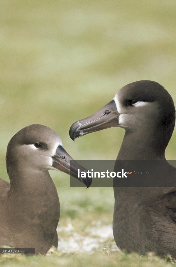 Albatros (Phoebastria nigripes) par vinculación, Atolón de Midway, Hawái