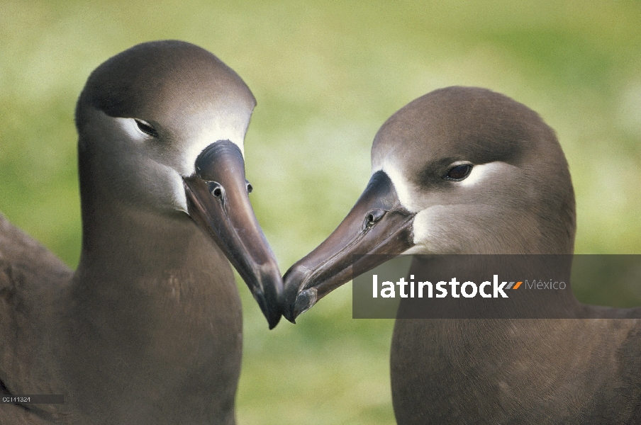 Albatros (Phoebastria nigripes) par vinculación, Atolón de Midway, Hawái