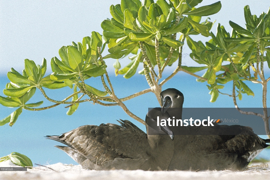 Albatros (Phoebastria nigripes) par descansar debajo de arbustos nativos de Scaevola (Scaevola seric