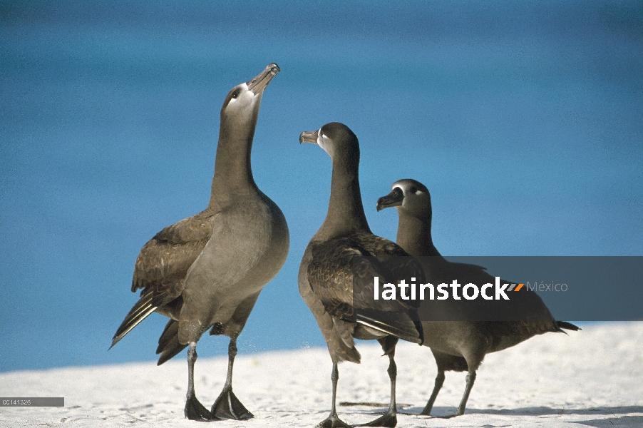 Albatros (Phoebastria nigripes) gamming grupo, Atolón de Midway, Hawái