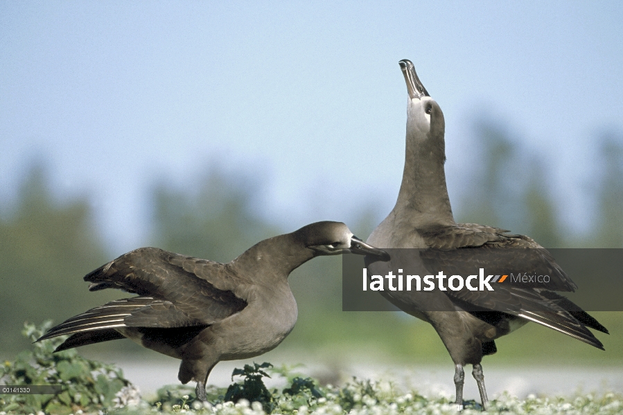 Albatros (Phoebastria nigripes) cortejo danza, Atolón de Midway, Hawái