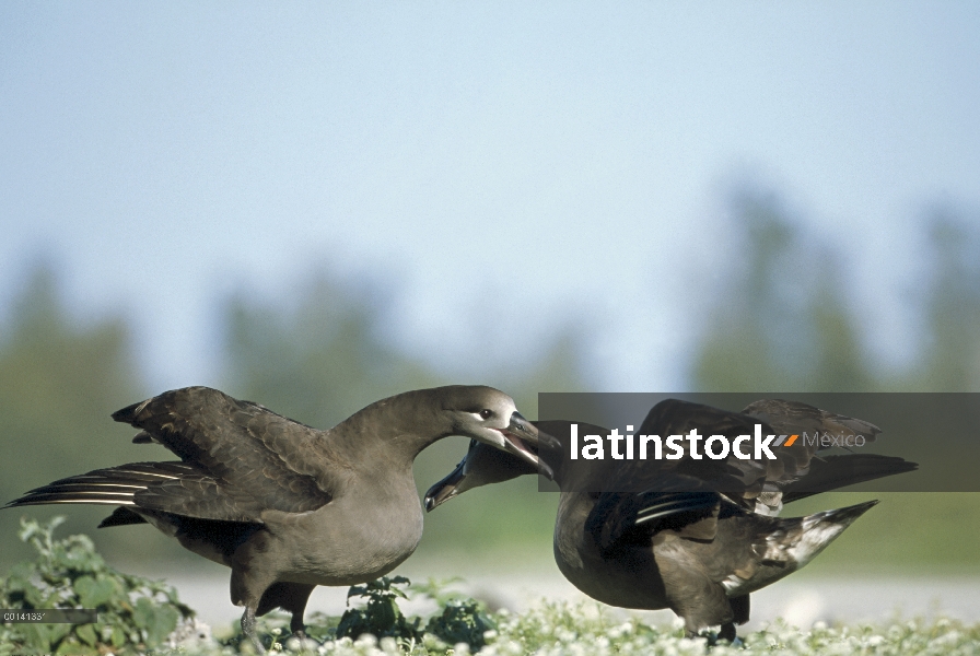 Danza de cortejo de los Albatros (Phoebastria nigripes) secuencia, Atolón de Midway, Hawái