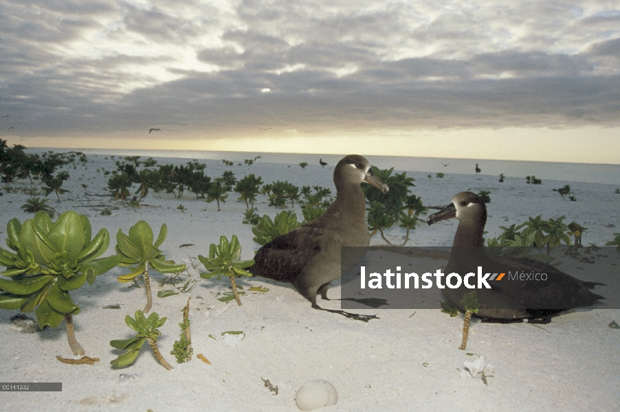 Pareja de Albatros (Phoebastria nigripes) anidan a lo largo de la playa margen, Atolón de Midway, Ha