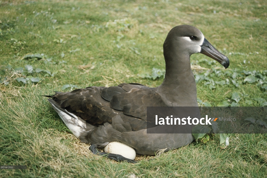 Albatros (Phoebastria nigripes) incubación de solo huevo, Atolón de Midway, Hawái