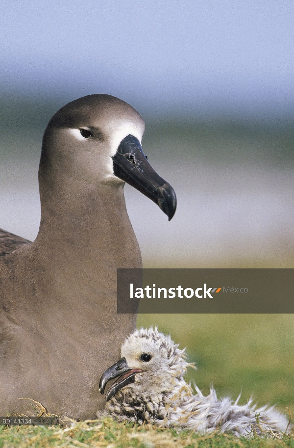 Albatros (Phoebastria nigripes) guardar joven polluelo, Atolón Midway, Hawái