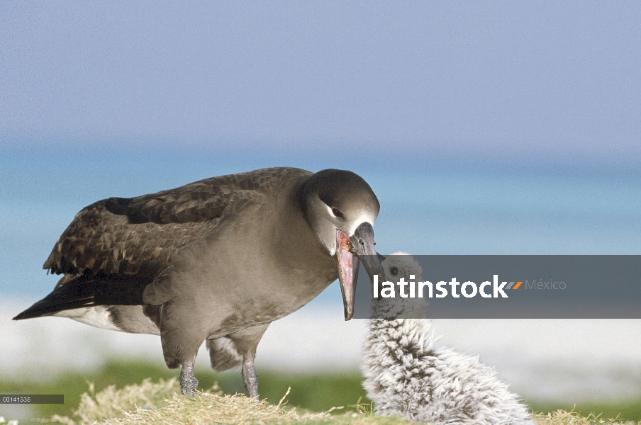 Albatros (Phoebastria nigripes) alimentación chick estómago aceite, Atolón de Midway, Hawái