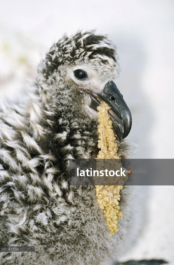 Pollo de Albatros (Phoebastria nigripes) tragar peces voladores huevo cluster, Atolón de Midway, Haw