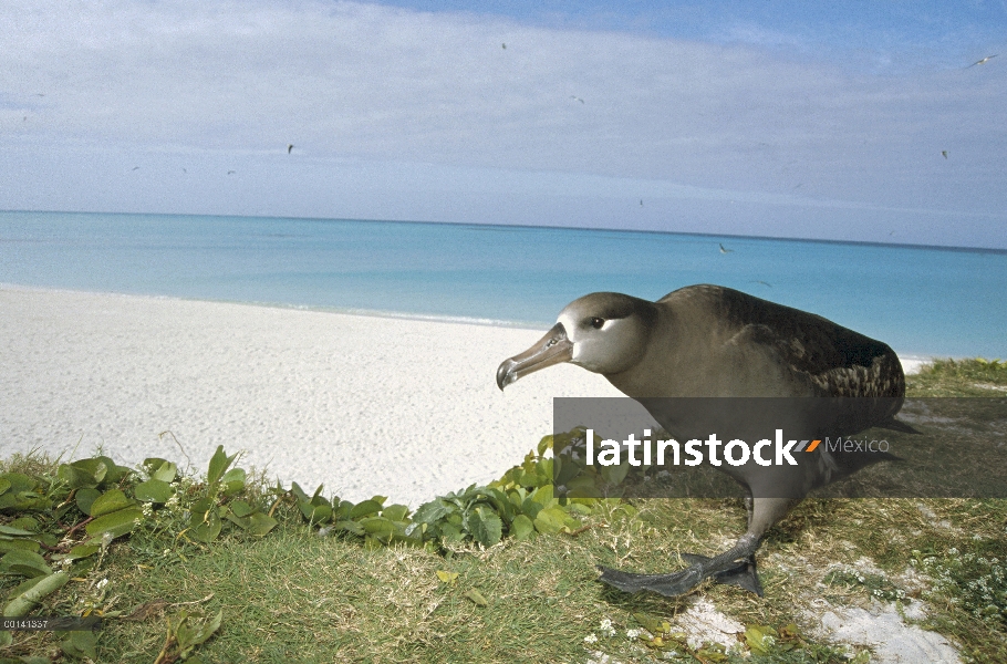 Albatros (Phoebastria nigripes) caminando con típico encorvada marcha, Atolón de Midway, Hawái