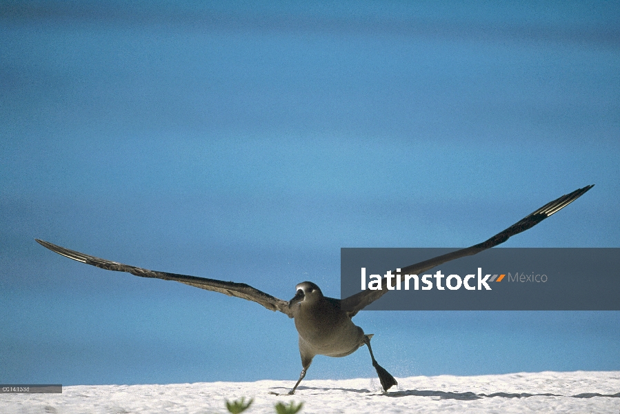 Albatros (Phoebastria nigripes) despegando desde playa, Atolón de Midway, Hawái