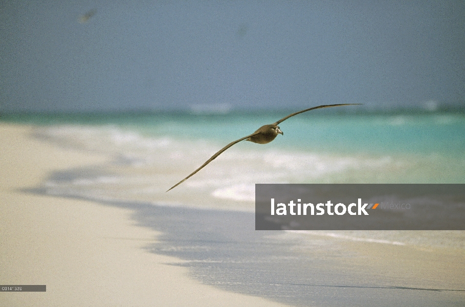 Albatros (Phoebastria nigripes) volando, Atolón Midway, Hawái