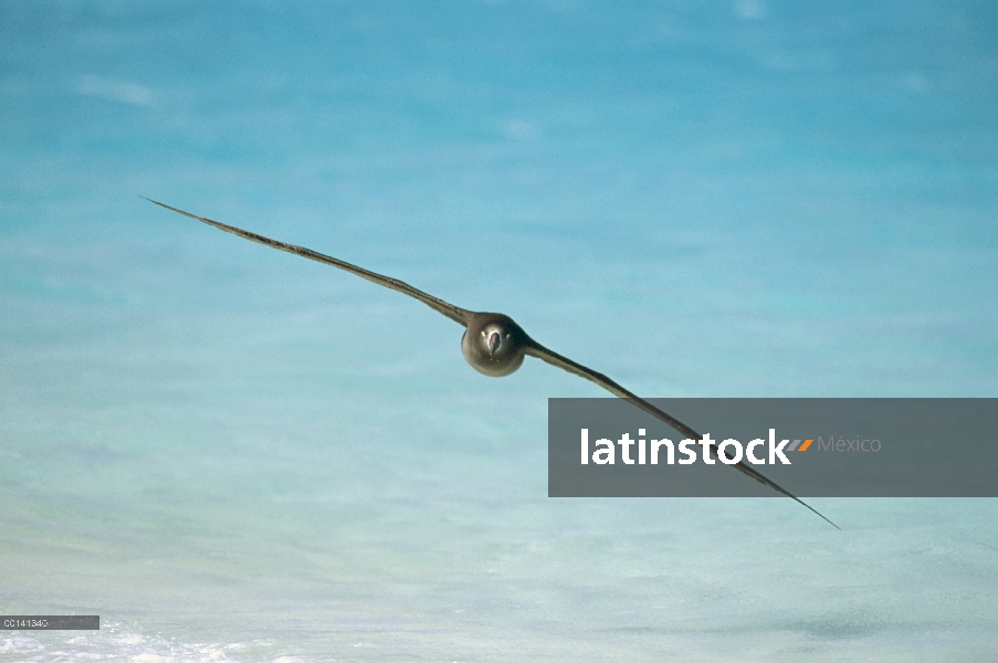 Albatros (Phoebastria nigripes) volando, Atolón Midway, Hawái