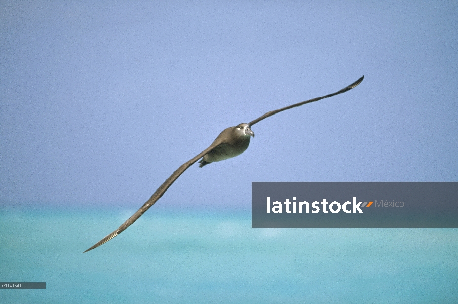 Albatros (Phoebastria nigripes) volando, Atolón Midway, Hawái