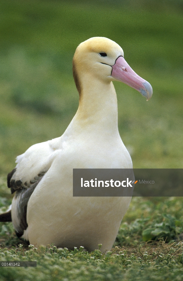 18 año de edad mujer de cola corta (Phoebastria albatrus) de Albatros vuelve cada año, Atolón de Mid