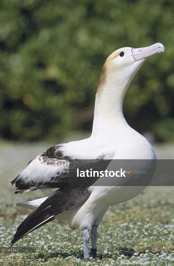 Cola corta Albatros (Phoebastria albatrus) solitaria mujer de corte Albatros (Phoebastria nigripes),