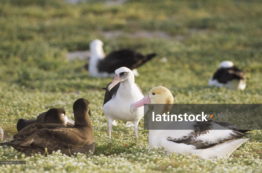 Albatross corto-atado (albatrus de Phoebastria) en medio de albatros de Laysan (Phoebastria immutabi