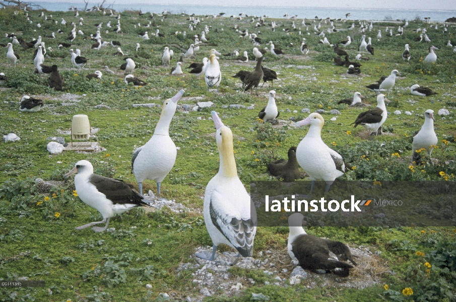 Señuelos Albatros (Phoebastria albatrus) cola corta donadas de Japón colocan estratégicamente en un 