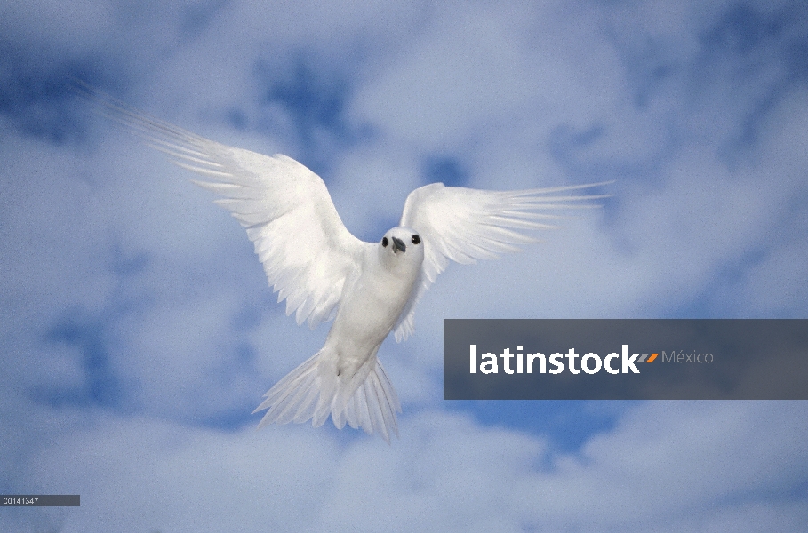 Charrán blanco (Gygis alba) rondando en busca de nido sitio, Atolón de Midway, Hawái