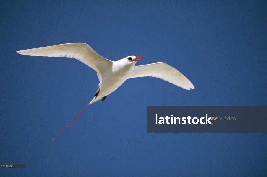 Piquirrojo cola roja (Phaethon rubricauda) volando, Atolón Midway, Hawái