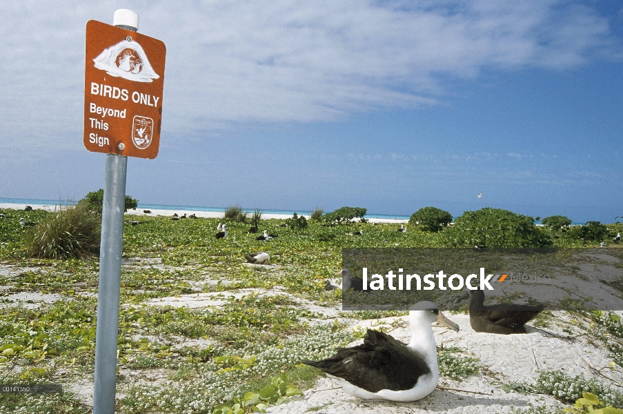 Signo publicado 'Aves solamente más allá de este punto', Atolón de Midway, Hawái