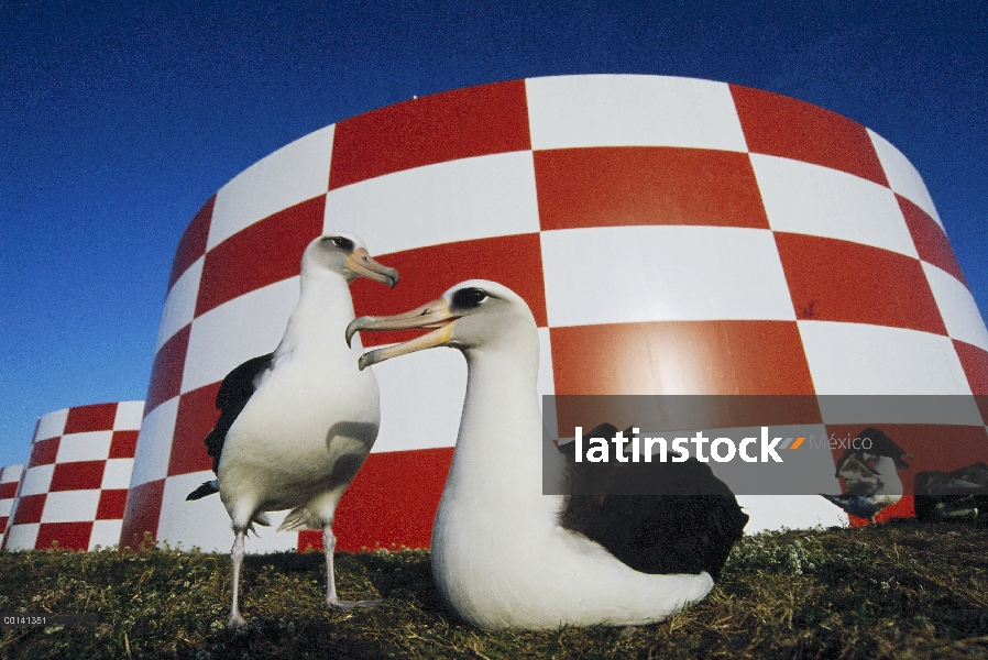 Par de albatros de Laysan (Phoebastria immutabilis) anidan alrededor de cisternas de agua cerca de l