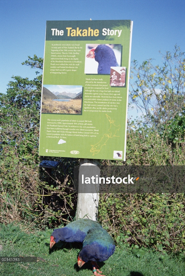 Firma par del takahe (Porphyrio mantelli) debajo de visitante, extinto en el salvaje, Tiritiri Matan