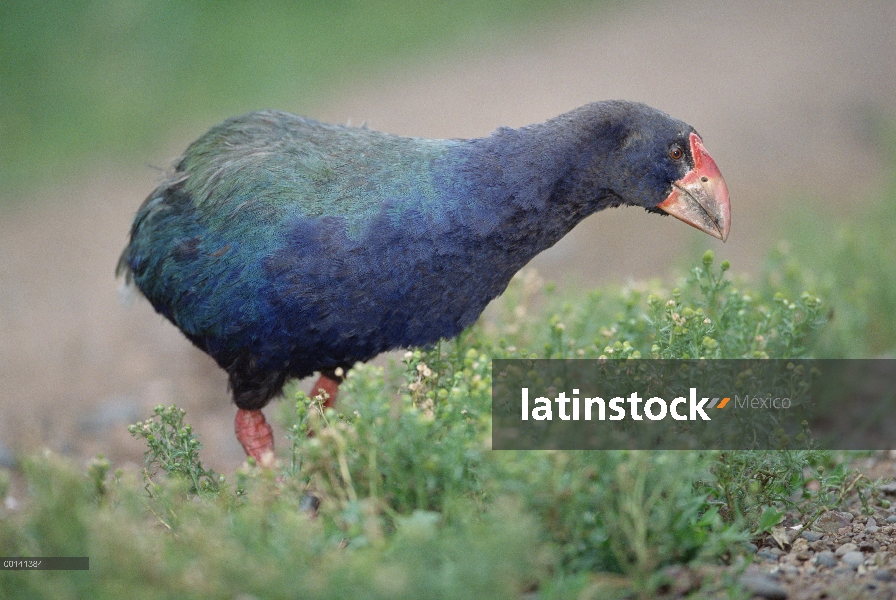 Takahe (Porphyrio mantelli) retrato, extinto, Tiritiri Matangi isla Santuario abierto, Nueva Zelanda