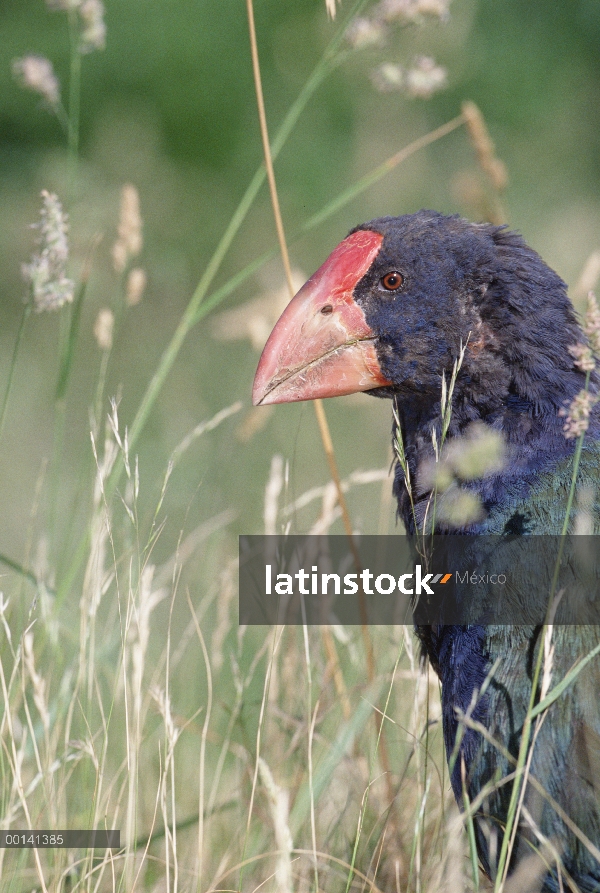 Retrato del takahe (Porphyrio mantelli), extinto en el salvaje, Tiritiri Matangi isla Santuario abie