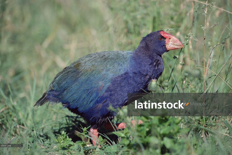 Takahe (Porphyrio mantelli) retrato, extinto, Tiritiri Matangi isla Santuario abierto, Nueva Zelanda