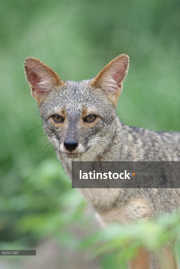 Retrato de Sechuran Fox (Lycalopex sechurae) en hábitat de flujo lateral, Cerro Chaparrí, Lambayeque