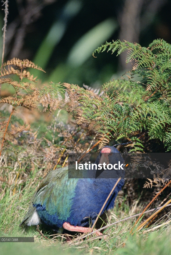 Takahe (Porphyrio mantelli) retrato, extinto, Tiritiri Matangi isla Santuario abierto, Nueva Zelanda