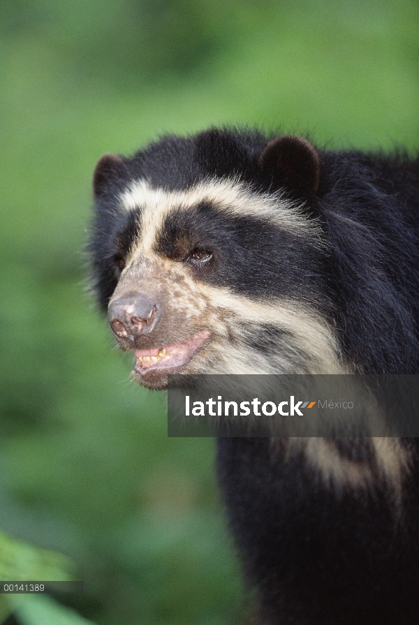 Centro de anteojos oso (Tremarctos ornatus) retrato de Cuto, hombre principal en la rehabilitación, 