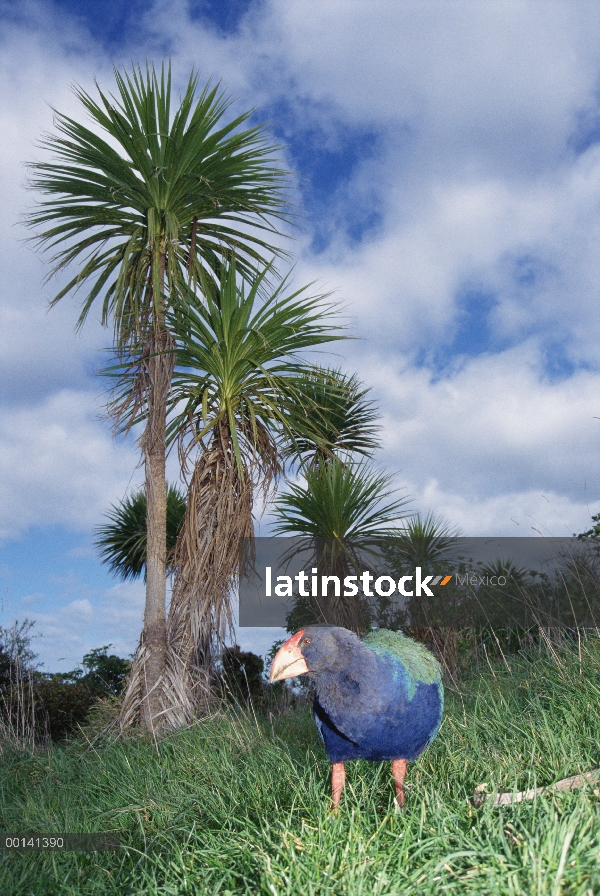 Takahe (Porphyrio mantelli) retrato, extinto, Tiritiri Matangi isla Santuario abierto, Nueva Zelanda