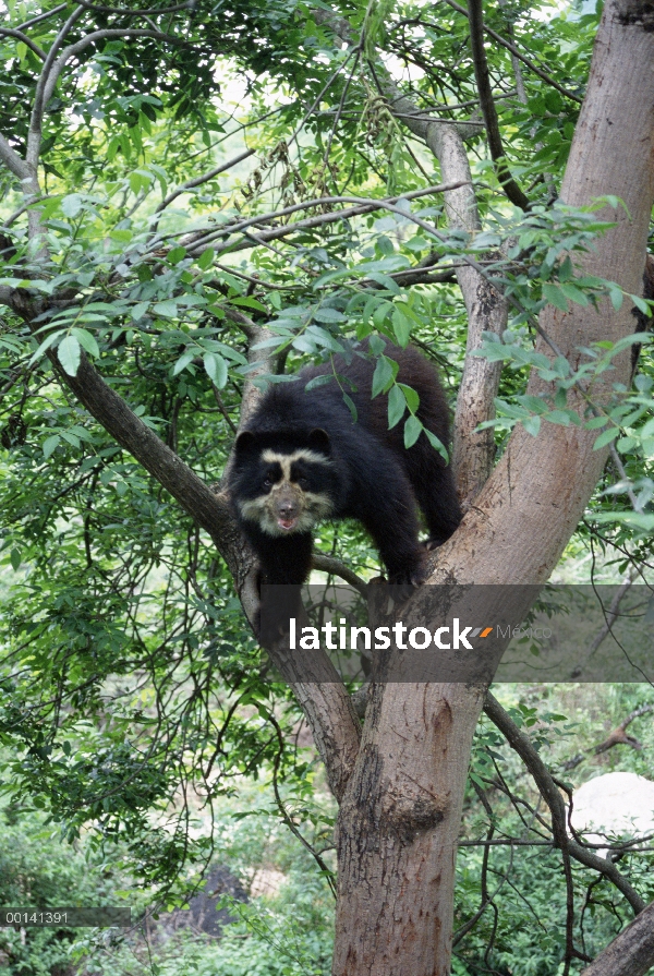 Retrato de anteojos oso (Tremarctos ornatus) de Cuto en el árbol en el centro de rehabilitación, Cer